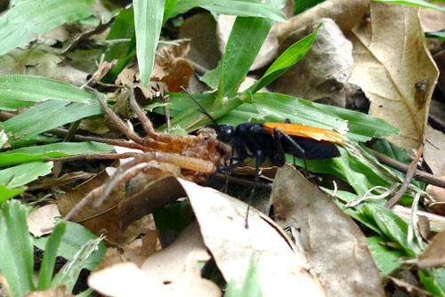 Wasp dragging a Huntsman spider
