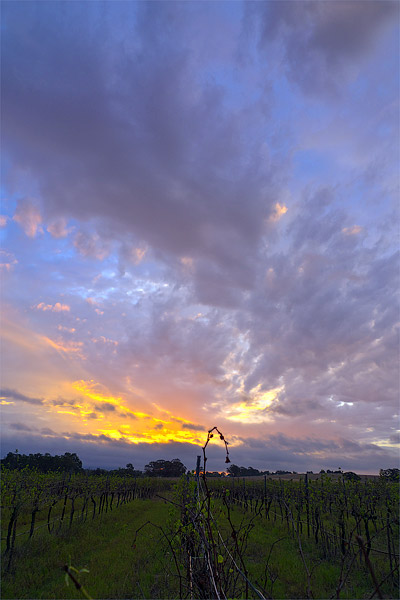 HDR photo of a vineyard in the Hunter Valley of NSW.