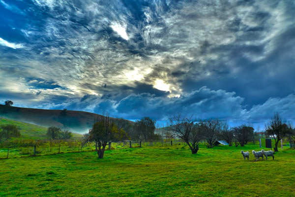 Goat, morning clouds, fog and green fields at sunrise on the NSW South Coast.