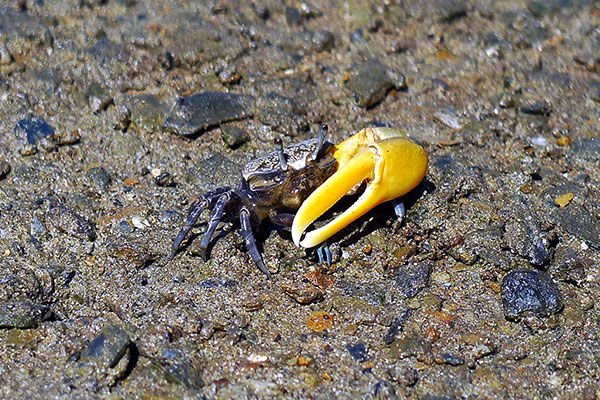 Fiddler crab on the mud flat next to Urunga Boardwalk